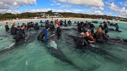 Dramatyczne sceny na wybrzeżu Australii. Woda wyrzuciła dziesiątki wielorybów