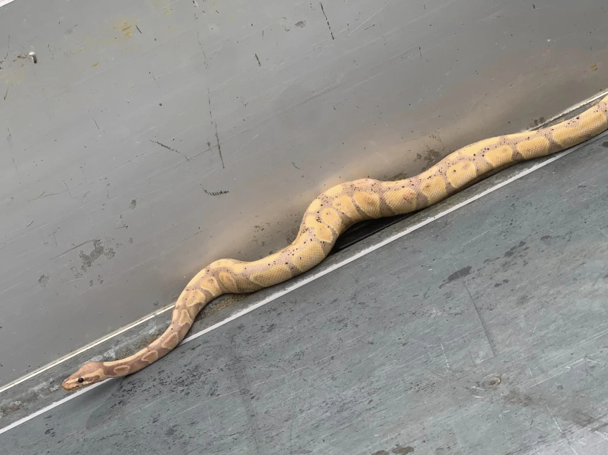 Jakby nigdy nic, między domami na osiedlu Kubacówka pełzał pyton królewski. Do interwencji wezwani zostali mundurowi z miejscowej Ochotniczej Straży Pożarnej z Bańskiej Wyżnej.