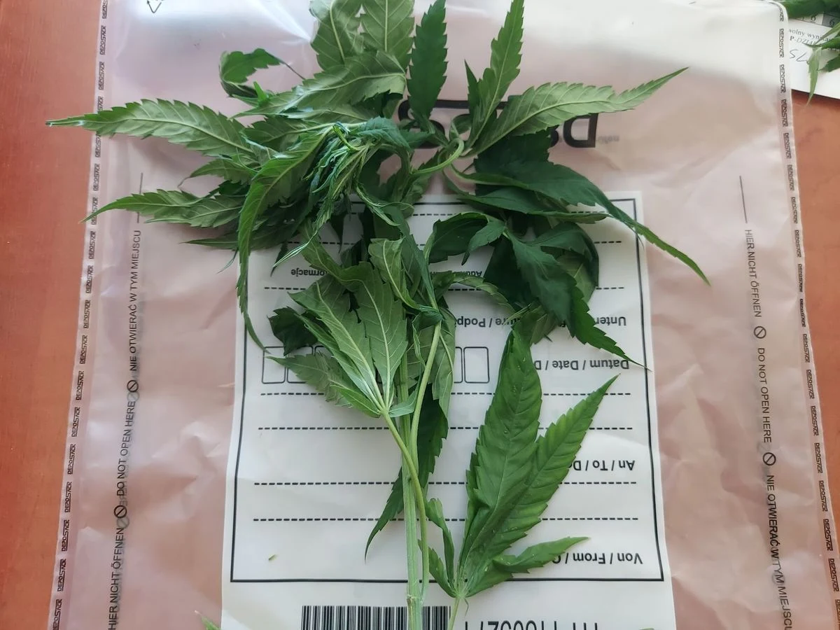 Tę wizytę policjanci na pewno zapamiętają. Do Komendy Powiatowej Policji w Łęczycy przyszedł 38-latek. Chciał przeprosić, a w ręku trzymał nietypowy kwiat. Był to krzak konopi indyjskich. Więcej takich „kwiatów” funkcjonariusze znaleźli w jego domowej plantacji.        