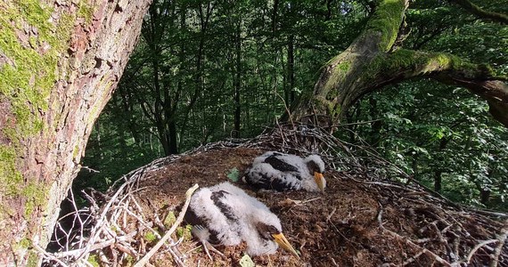 W Nadleśnictwie Babki (woj. wielkopolskie) odchowało się w tym roku dziewięć piskląt bociana czarnego (Ciconia nigra). Młode ptaki zostały właśnie zaobrączkowane.