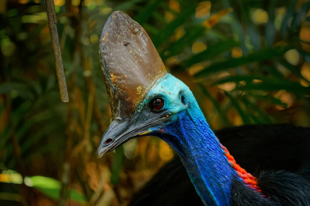 Baby boom w warszawskim zoo! W połowie lipca wykluł się kazuar hełmiasty - poinformował w mediach społecznościowych stołeczny ogród zoologiczny. Póki co w tym roku w całej europejskiej populacji w ogrodach zoologicznych, wykluły się tylko 2 pisklęta kazuara, w tym stołeczny maluch.