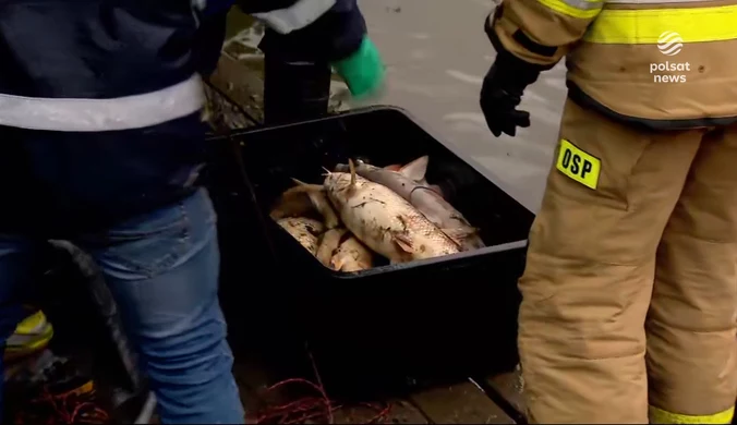 "Wydarzenia": Znów śnięte ryby w Odrze. Czesi nie spieszą się z wyjaśnieniami