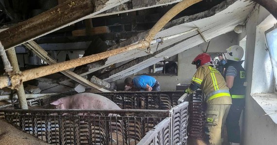 W miejscowości Wrząca w województwie łódzkim zawalił się strop chlewni. W budynku znajdowało się około 150 świń. Akcję strażaków utrudnia fakt, że konstrukcja w każdej chwili może się całkowicie zawalić.