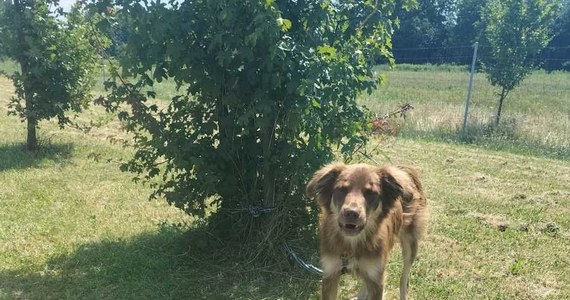 Policja szuka właściciela psa, którego znaleziono przywiązanego do drzewa. Właściciel chciał się prawdopodobnie w ten sposób pozbyć zwierzaka. Grozi mu za to do 3 lat pozbawienia wolności.
