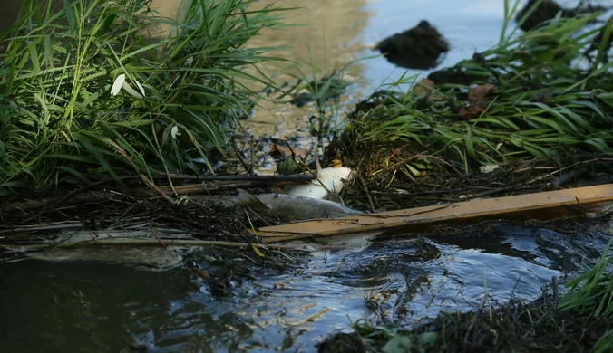 Śnięte ryby w Odrze. Wędkarze mówią o "nieznanej substancji"