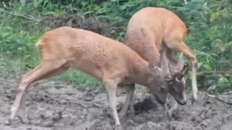 Zacięta walka dwóch saren. Jest nagranie z pojedynku