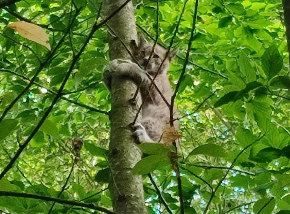 Jedno jest pewne: rysie w Nadleśnictwie Resko (woj. zachodniopomorskie) mają się świetnie. Leśnicy ostrzegają spacerowiczów, by wschodząc do lasu uważali na głowy. Kamera jednego z nich uchwyciła harce trzech młodych rysiów na drzewie.