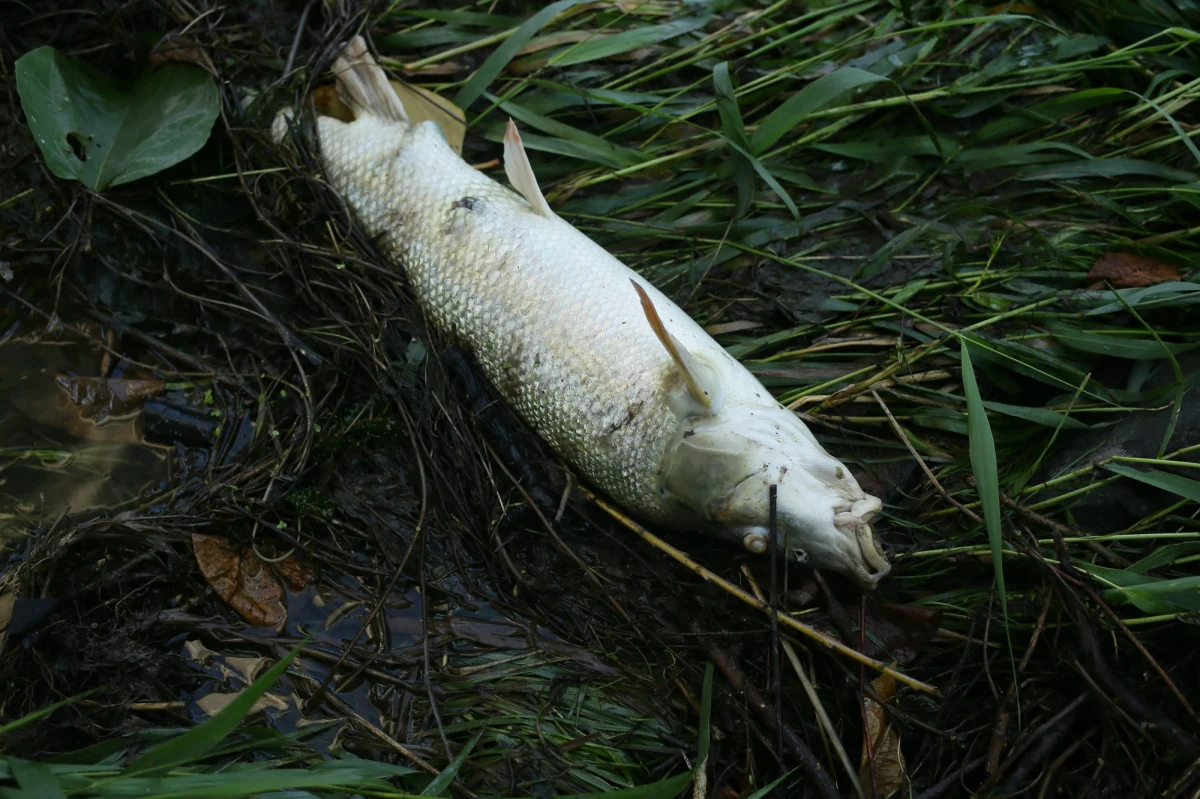 "Skandaliczne jest to, co robi obecny rząd, czyli upieranie się, że będziemy dalej kanalizowali, zabudowywali i betonowali Odrę. To zabija rzekę i powoduje ogromne niebezpieczeństwo: z jednej strony suszy, ale z drugiej strony powodzi, bo powódź i susza to są dwie strony tego samego medalu" - tak pojawienie się śniętych ryb w Odrze komentował w Radiu RMF24 profesor Zbigniew Karaczun ze Szkoły Głównej Gospodarstwa Wiejskiego w Warszawie, ekspert Koalicji Klimatycznej.