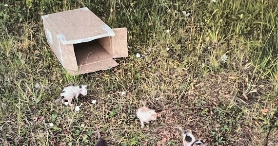 Za znęcanie się nad zwierzętami odpowie 67-letni mieszkaniec Leżajska, który kilka dni temu do kartonowego pudełka włożył sześć małych kotów, a następnie pozostawił je w polach. Mężczyzna usłyszał zarzuty i teraz za swoje zachowanie odpowie przed sądem.