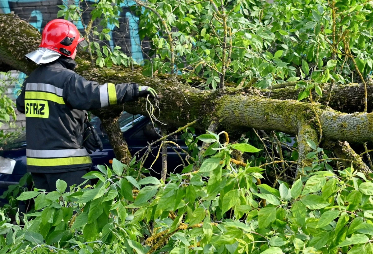 Jedna osoba zginęła, a trzy zostały ranne w Gołuszycach w województwie kujawsko-pomorskim. Na samochód, którym jechały cztery osoby, runęło drzewo.