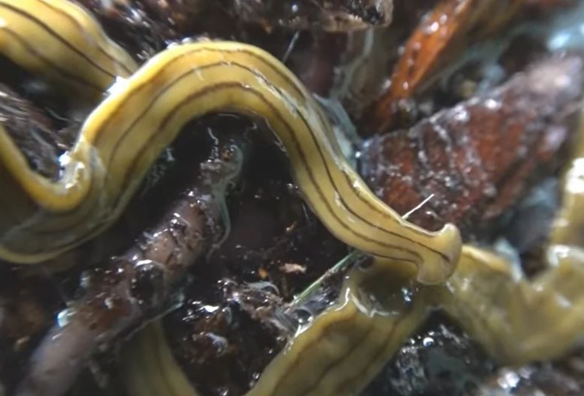 „Czasami pojawia się coś naprawdę dziwnego i przerażającego” – tak o robakach młotowatych, które mogą osiągać 30-40 cm długości pisze na swoim blogu ekspert. Specjaliści ostrzegają, że budzący wstręt płaziniec wydziela „paskudną toksynę” – nie wolno go brać do rąk, a likwidowanie jest bardzo trudne, bo z każdego kawałka, na który zostanie pocięty, wyrasta nowy okaz.