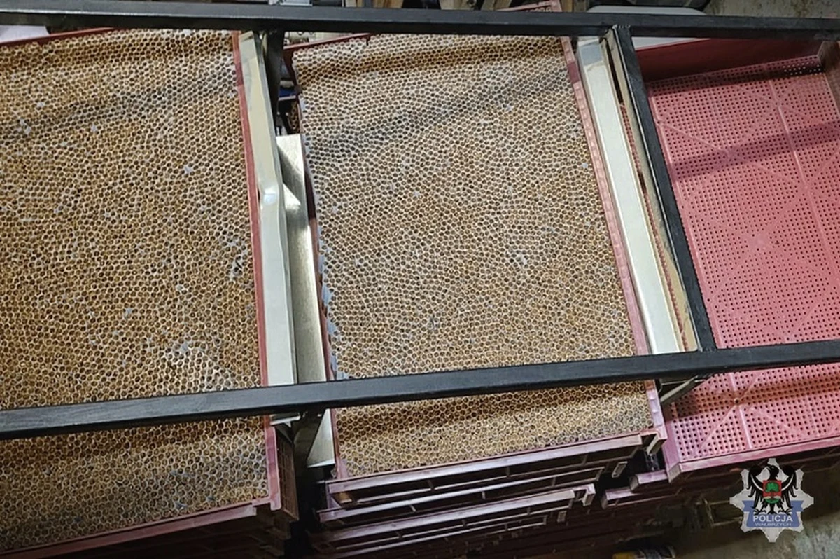 Ponad 11 milionów sztuk papierosów i 12 ton krajanki tytoniowej przejęli policjanci i celnicy podczas likwidacji nielegalnej fabryki papierosów w Wałbrzychu. Zatrzymali 21 osób, podejrzanych o udział w nielegalnym procederze. Wszyscy to obcokrajowcy.