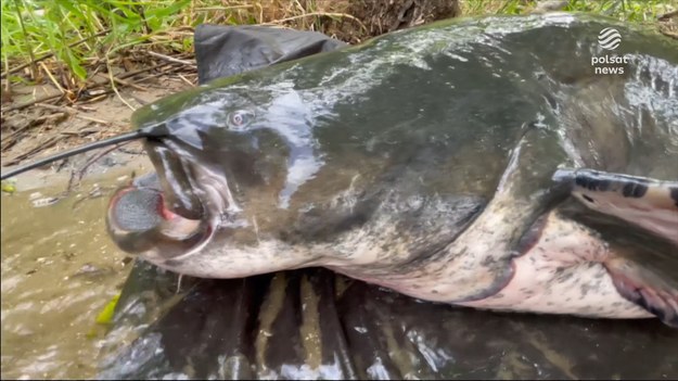 Mężczyźni wyłowili z Odry gigantycznego suma - miał 245 cm długości i ważył ponad 100 kg. Do pobicia rekordu nieco zabrakło, ale dla wędkarzy to potwierdzenie, że po katastrofie ekologicznej w Odrze natura przetrwała. Ryba następnego dnia wróciła do rzeki. Materiał dla "Wydarzeń" przygotował Wojciech Gaweł.