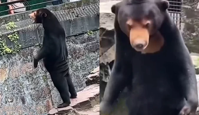 "Niedźwiedzia odgrywa człowiek w przebraniu". Zoo odpiera zarzuty