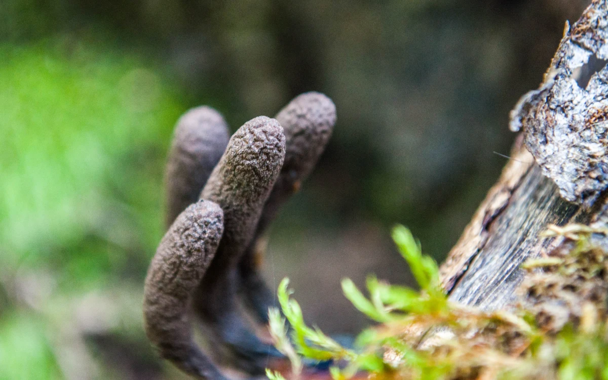 Wyglądają koszmarnie. Dosłownie jak z koszmaru. I ta ich nazwa… palce umarlaka. Można na nie natrafić w lesie, są grzybami.