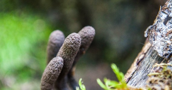 Wyglądają koszmarnie. Dosłownie jak z koszmaru. I ta ich nazwa… palce umarlaka. Można na nie natrafić w lesie, są grzybami.