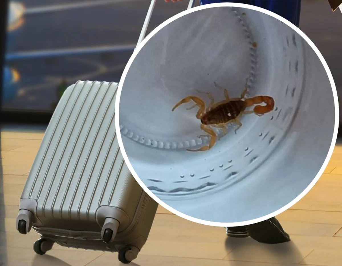 Nie tylko ludzie szukają schronienia przed rekordowymi upałami, które od kilku tygodni nękają część Europy. Przekonali się o tym polscy turyści, którzy po powrocie z wakacji w Grecji odkryli pasażera na gapę. W ich wakacyjnym bagażu schronił się dorosły skorpion.