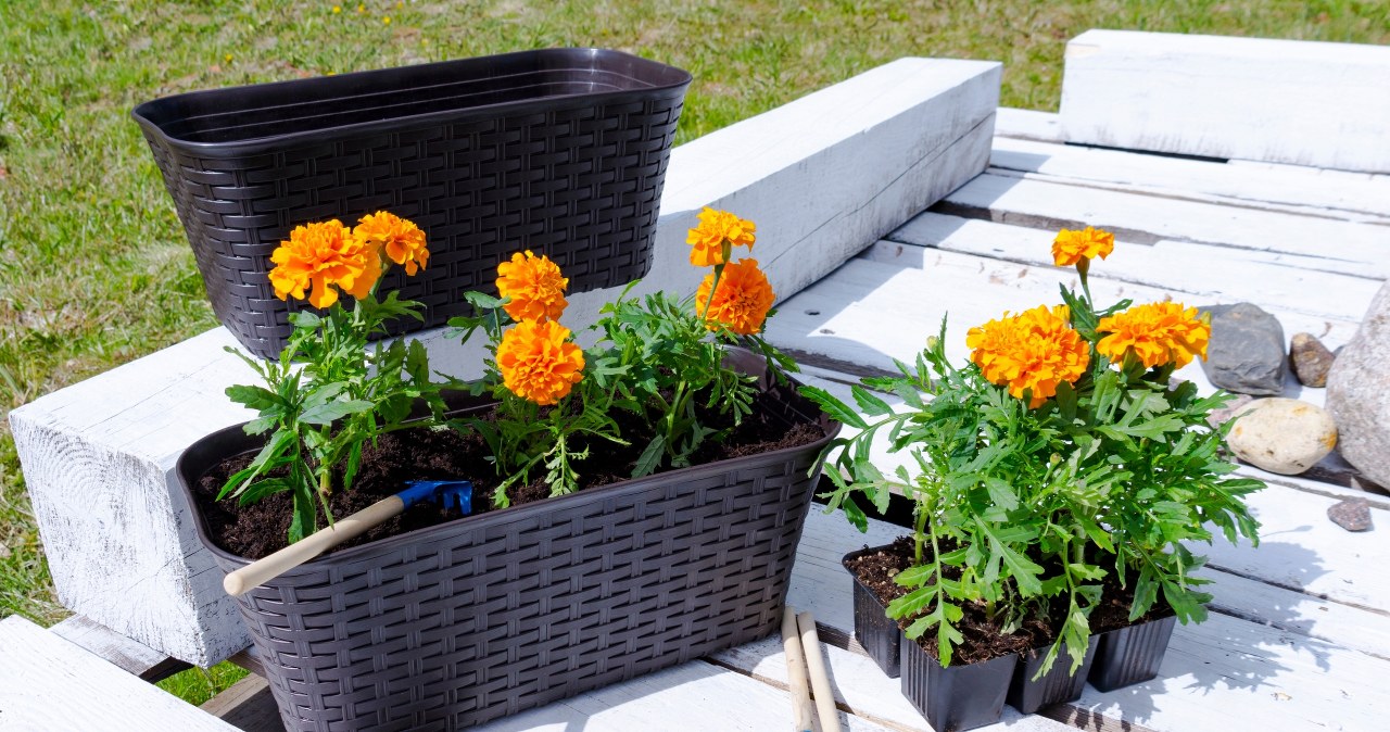 Pięknie kwitną i odstraszają komary. Sprawdź, kiedy wysiać aksamitki