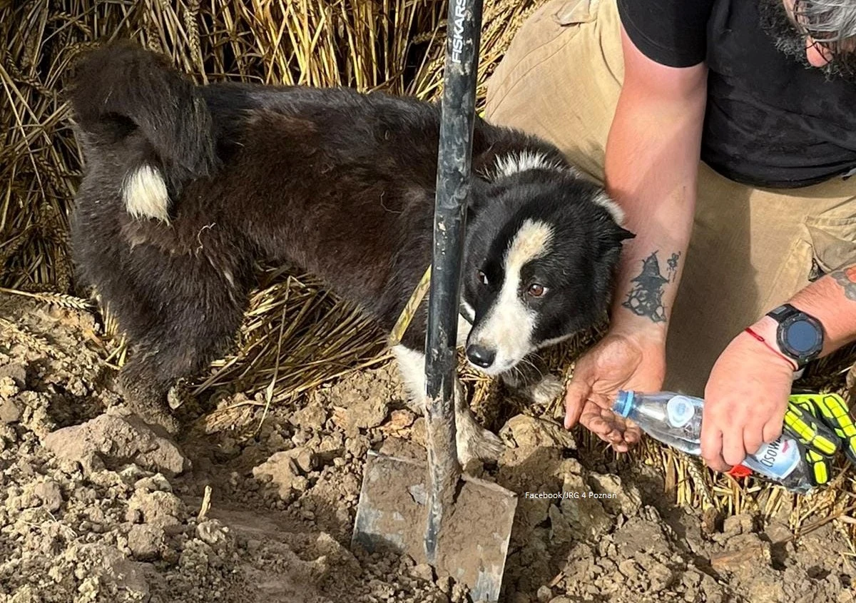 Po sześciogodzinnej akcji strażacy z Wielkopolski uratowali trzy psy, które utknęły pod ziemią w rurze melioracyjnej w Złotniczkach w powiecie poznańskim. Czworonogi znaleziono wczoraj, 80 metrów od wejścia do systemu melioracyjnego. Aby je wyciągnąć, konieczne było użycie koparki i robota tunelowego.