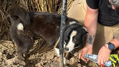 Wielogodzinna akcja ratowania psów w Wielkopolsce. Zwierzaki utknęły w rurze