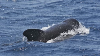 "Le Monde": Orki atakują jachty. Niektórzy podejrzewają, że to... zemsta
