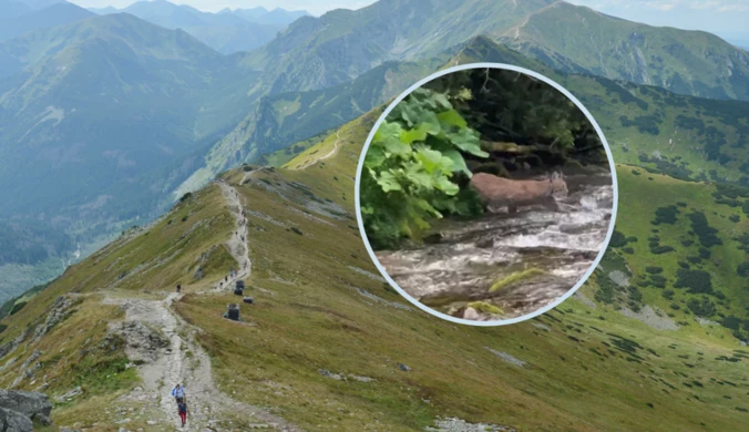 Niezwykle rzadki widok w Tatrach. Samica pojawiła się z młodymi 