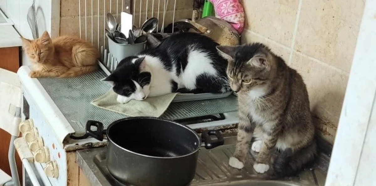 148 zarzutów usłyszała para z Tychów, która za pośrednictwem internetu oferowała udzielenie pożyczki, nie mając zamiaru wywiązać się z umowy. Proceder trwał kilka miesięcy i stał się głównym źródłem dochodu dla oszustów. To nie jedyne, co ma na sumieniu zatrzymana para. Policjanci wraz z przedstawicielami Fundacji "Zwierz" oraz inspektorem z Powiatowego Inspektoratu Weterynarii odebrali im łącznie 20 zwierząt, które nie posiadały właściwych warunków bytowania.