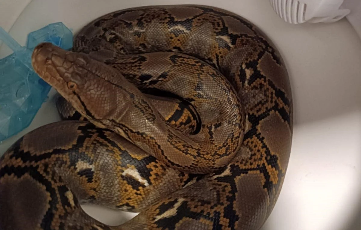 Mieszkanka Chorzowa znalazła w łazience niespodziewanego gościa. W muszli klozetowej był 2,5-metrowy pyton.     
