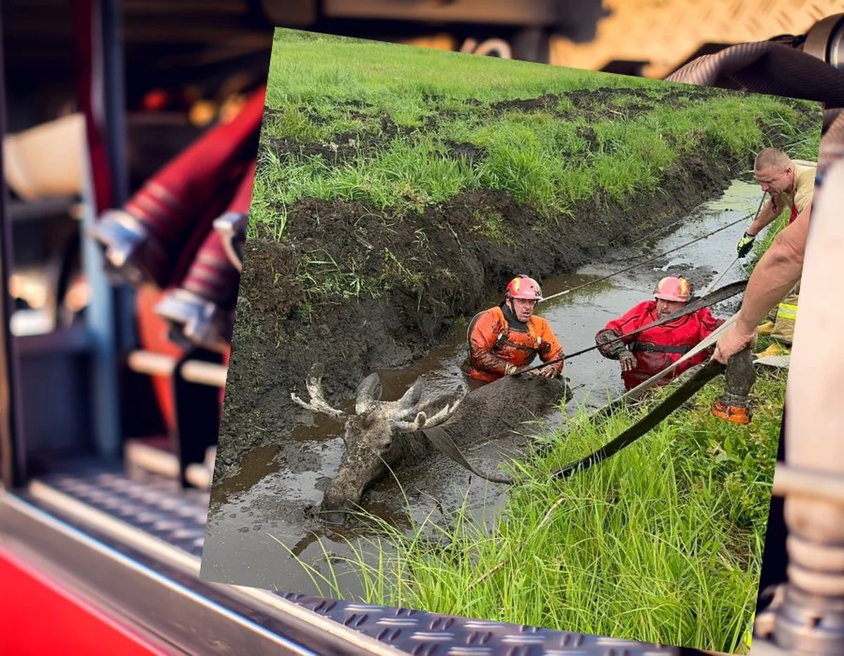 Mazurscy strażacy z OSP Wydminy uratowali łosia, który ugrzązł po szyję w bagnistym rowie i nie mógł samodzielnie się uwolnić. Żeby wyciągnąć z błota ważące ponad 300 kg zwierzę trzeba było siły około 10 osób.