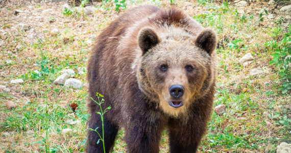 Zgłodniały niedźwiedź szukał jedzenia w harcerskim namiocie. Jego wizyta w obozie sprawiła, że chłopcy wpadli w panikę. Do tego zdarzenia doszło w Abruzji w środkowych Włoszech. 