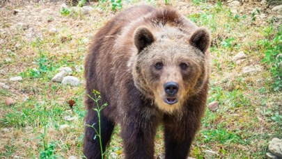 Panika na obozie harcerskim. Niedźwiedź wpadł do namiotu