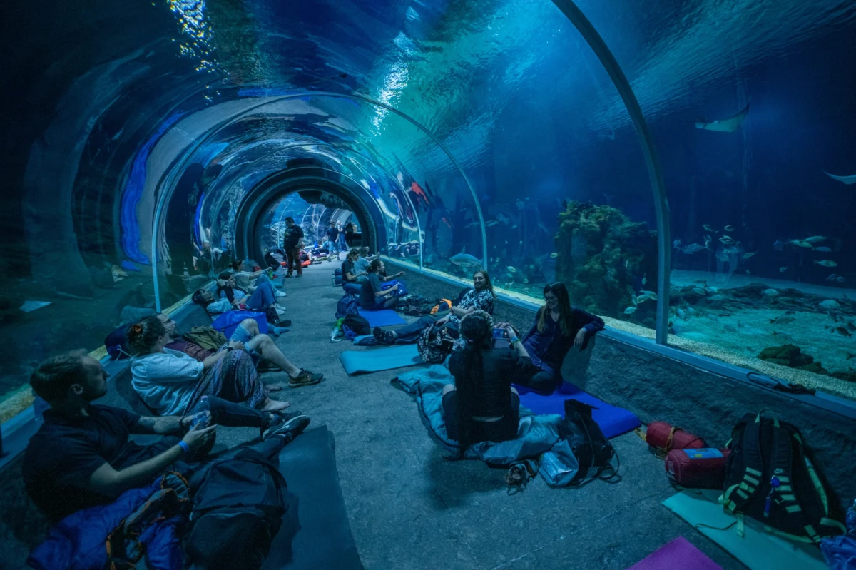 Podglądanie lwów, które nocą zakradają się do swoich ofiar, a sen pod szklanym sufitem, po którym pływają rekiny i płaszczki - tak zapowiada się nocowanie w Orientarium ZOO Łódź. Na koniec wakacji - 26/27 sierpnia grupa 100 osób wybierze się na wieczorny spacer, noc spędzi w tunelu oceanicznym, a śniadanie zje na wyspach sundajskich.