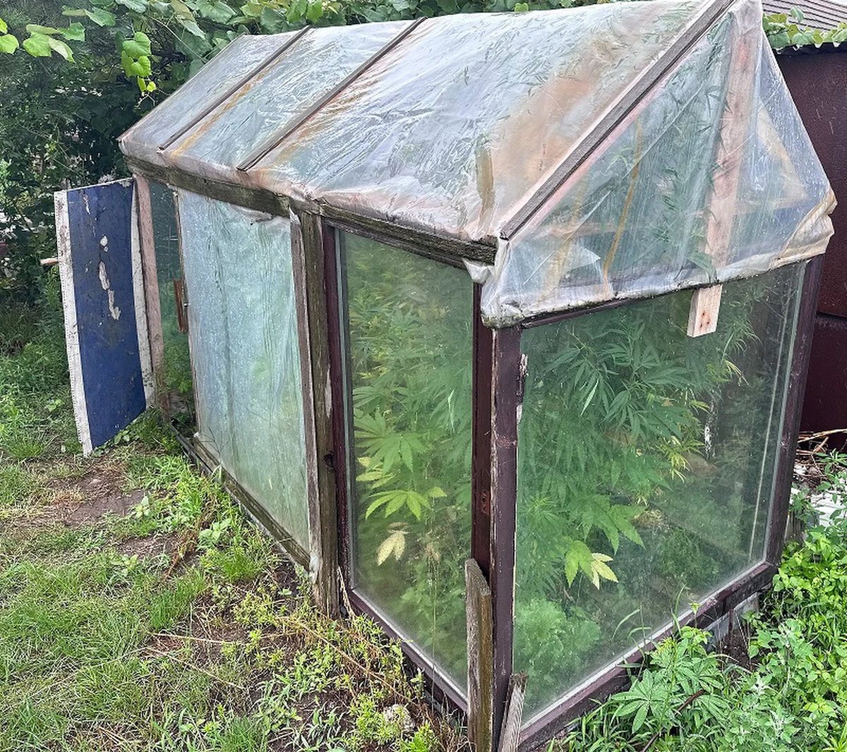 Policjanci zlikwidowali nielegalną uprawę konopi w jednej z miejscowości w gminie Września (woj. wielkopolskie). Na terenie posesji znaleziono 187 krzaków w różnych fazach wzrostu.