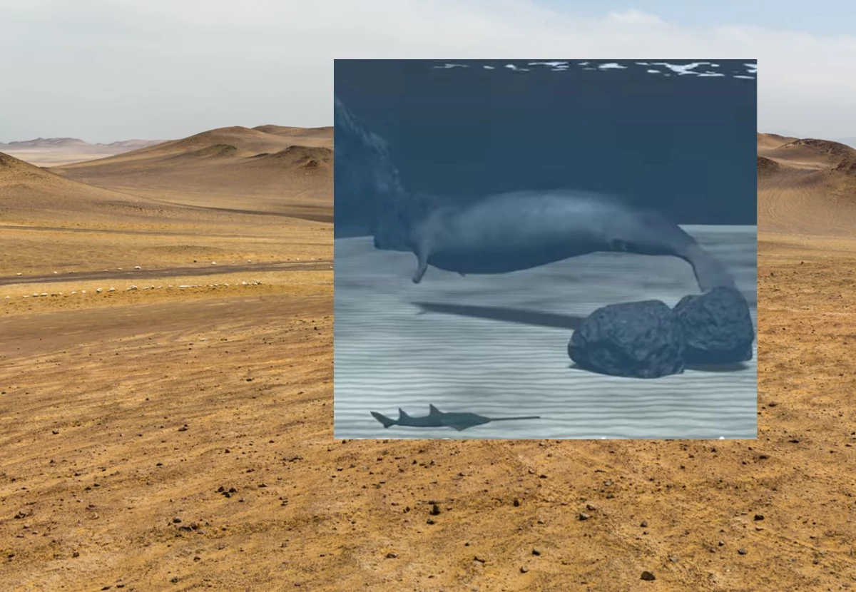 Nawet 340 ton mógł ważyć prehistoryczny olbrzym, którego skamieniałości znaleziono na pustyni w Peru. Według naukowców Perucetus colossus osiągał tak potężne rozmiary wcale nie będąc agresywnym drapieżnikiem.