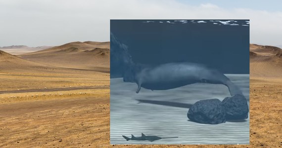 Nawet 340 ton mógł ważyć prehistoryczny olbrzym, którego skamieniałości znaleziono na pustyni w Peru. Według naukowców Perucetus colossus osiągał tak potężne rozmiary wcale nie będąc agresywnym drapieżnikiem.