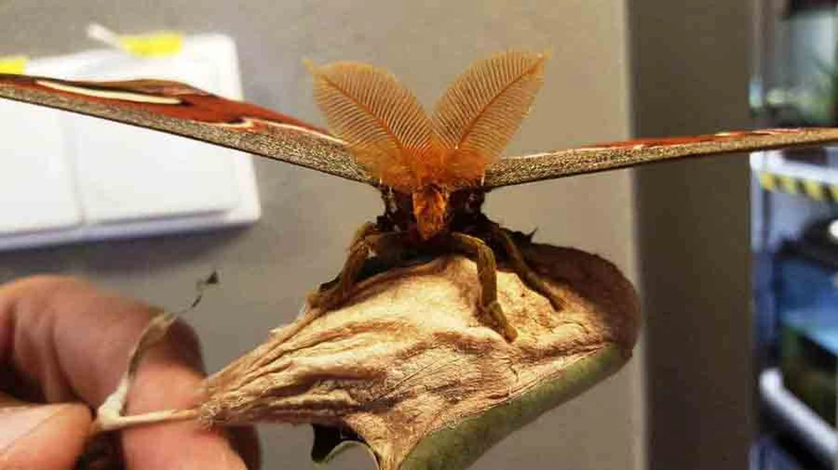 Pracownice biura podróży otrzymały prezent od zadowolonego klienta. Nie podejrzewały jednak, że nietypowy kwiatek w rzeczywistości okaże się największą ćmą na świecie.