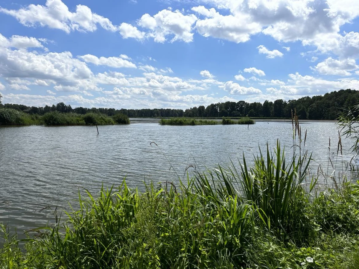​Przy Stawach Milickich na Dolnym Śląsku działają armatki hukowe. To sposób na to, by odstraszyć ptaki żywiące się rybami - głównie kormorany. Powodują one duże straty w hodowli.