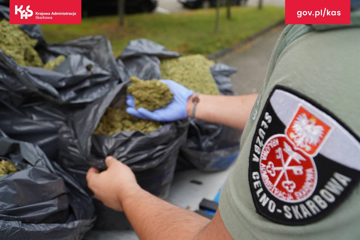 Funkcjonariusze KAS z Wielkopolskiego Urzędu Celno-Skarbowego w Poznaniu, podczas służby na autostradzie A2, zatrzymali do kontroli samochód ciężarowy - lawetę. W trakcie przeszukania pojazdu, wraz z funkcjonariuszami SG, zabezpieczono ponad 35 kg marihuany.
