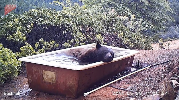 W upalny dzień każdy szuka ochłody. Nie inaczej rzecz ma się ze zwierzętami. Spójrzcie na nagranie pewnego niedźwiedzia, który znalazł ulgę dając nura w wannę pełną wody.