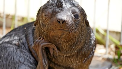 ​Nowy mieszkaniec wrocławskiego zoo. Kotik afrykański rośnie jak na drożdżach!