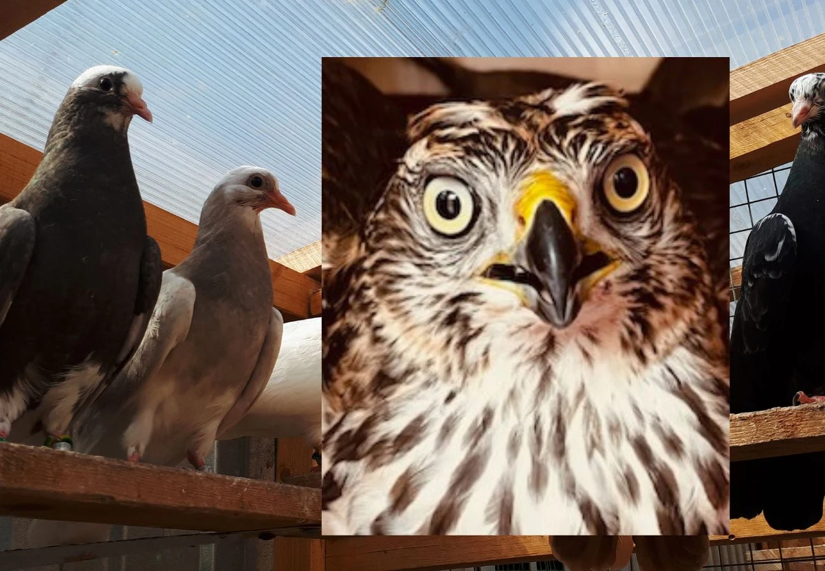 Myszołów w poszukiwaniu jedzenia wleciał do gołębnika na Białołęce. Niestety nie mógł się z niego wydostać. Uwięzionego i rannego drapieżnika uratowali strażnicy miejscy.
