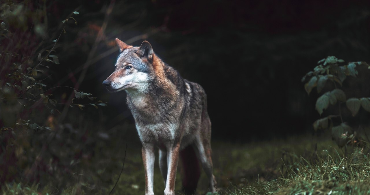  Wilk wypada z krzaków i pożera psa? Leśniczy dementuje plotki