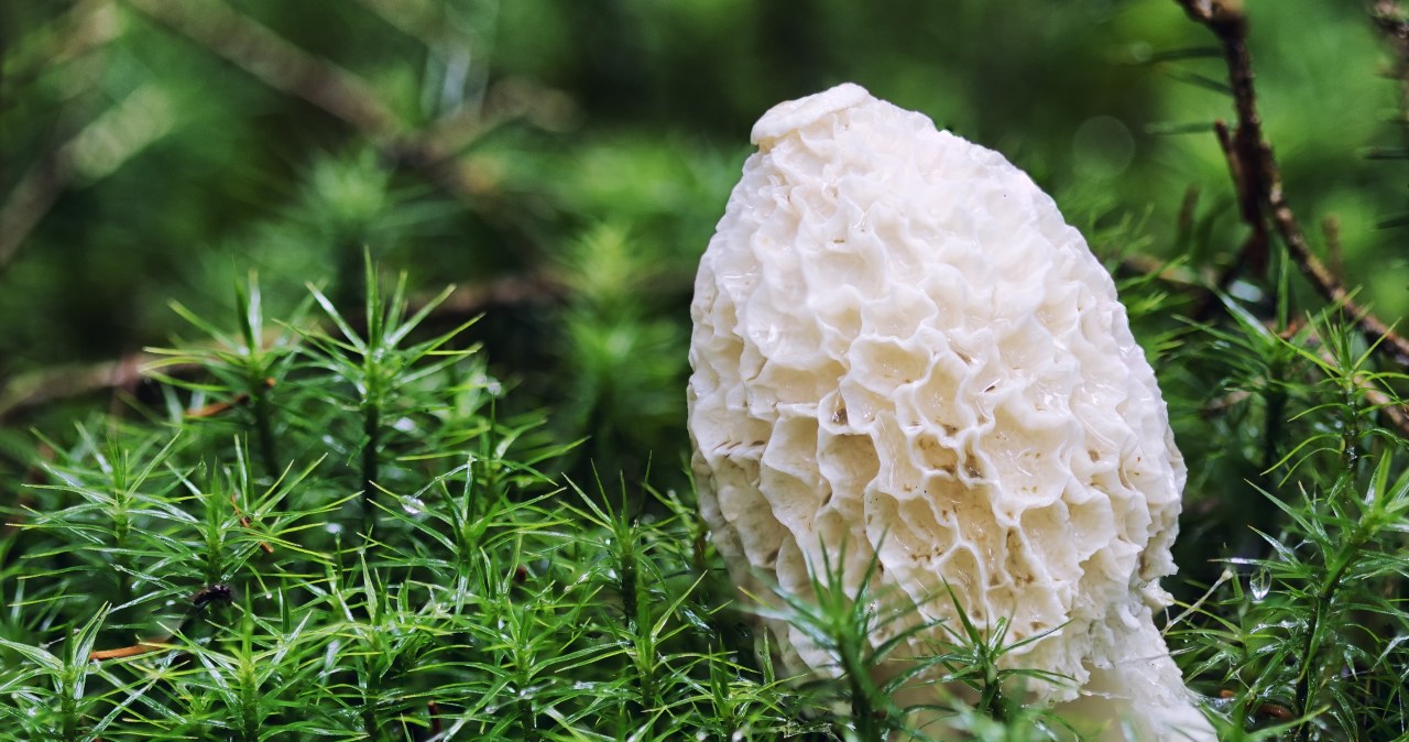 Te grzyby omijaj z daleka. Nie dość, iż są niejadalne, to okropnie śmierdzą