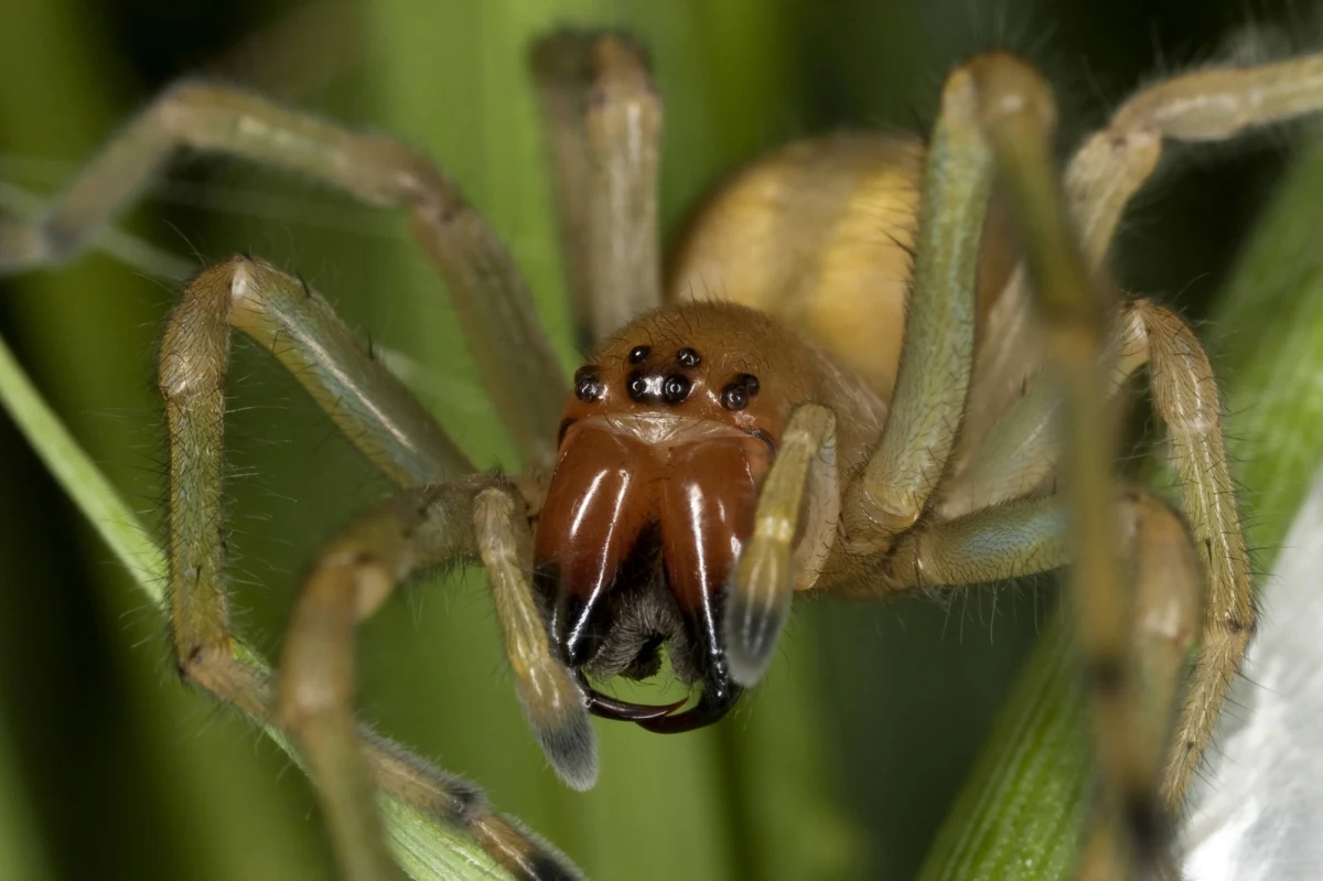 Jadowity pająk coraz częściej występuje w Polsce. Chodzi o kolczaka zbrojnego. O jego występowaniu alarmują ostatnio zwłaszcza mieszkańcy Wielkopolski - m.in. Poznania, Śremu i Pobiedzisk.