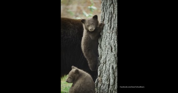Władze Kalifornii złapały czwórkę podejrzanych o serię włamań do domów w rejonie South Lake Tahoe. Okazali się nimi niedźwiedzica z trzema małymi niedźwiadkami.