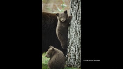 Zagadka 150 włamań rozwiązana. „Winna” niedźwiedzia rodzina