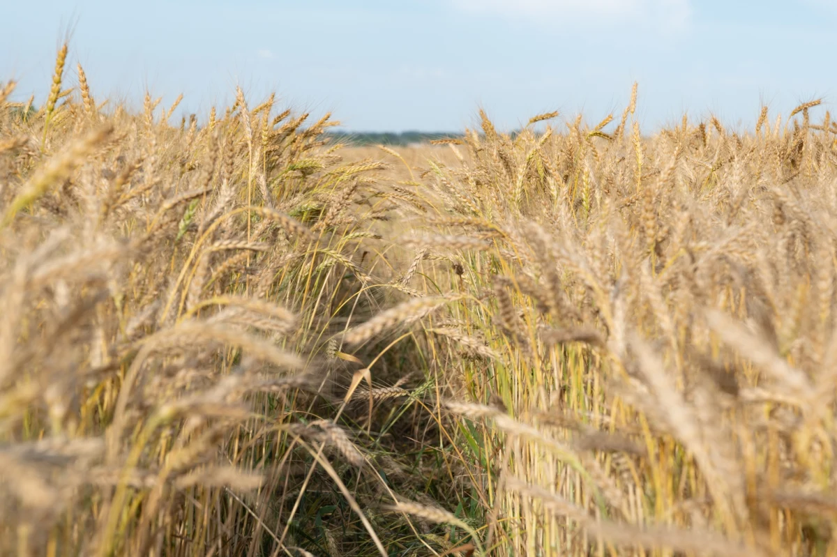 Na Podkarpaciu tegoroczne żniwa są już opóźnione w porównaniu do ubiegłorocznych o około półtora tygodnia - powiedział Michał Pakla z Podkarpackiego Ośrodka Doradztwa Rolniczego (PODR) w Boguchwale. Dodał, że w regionie praktycznie zakończyły się już zbiory rzepaku.