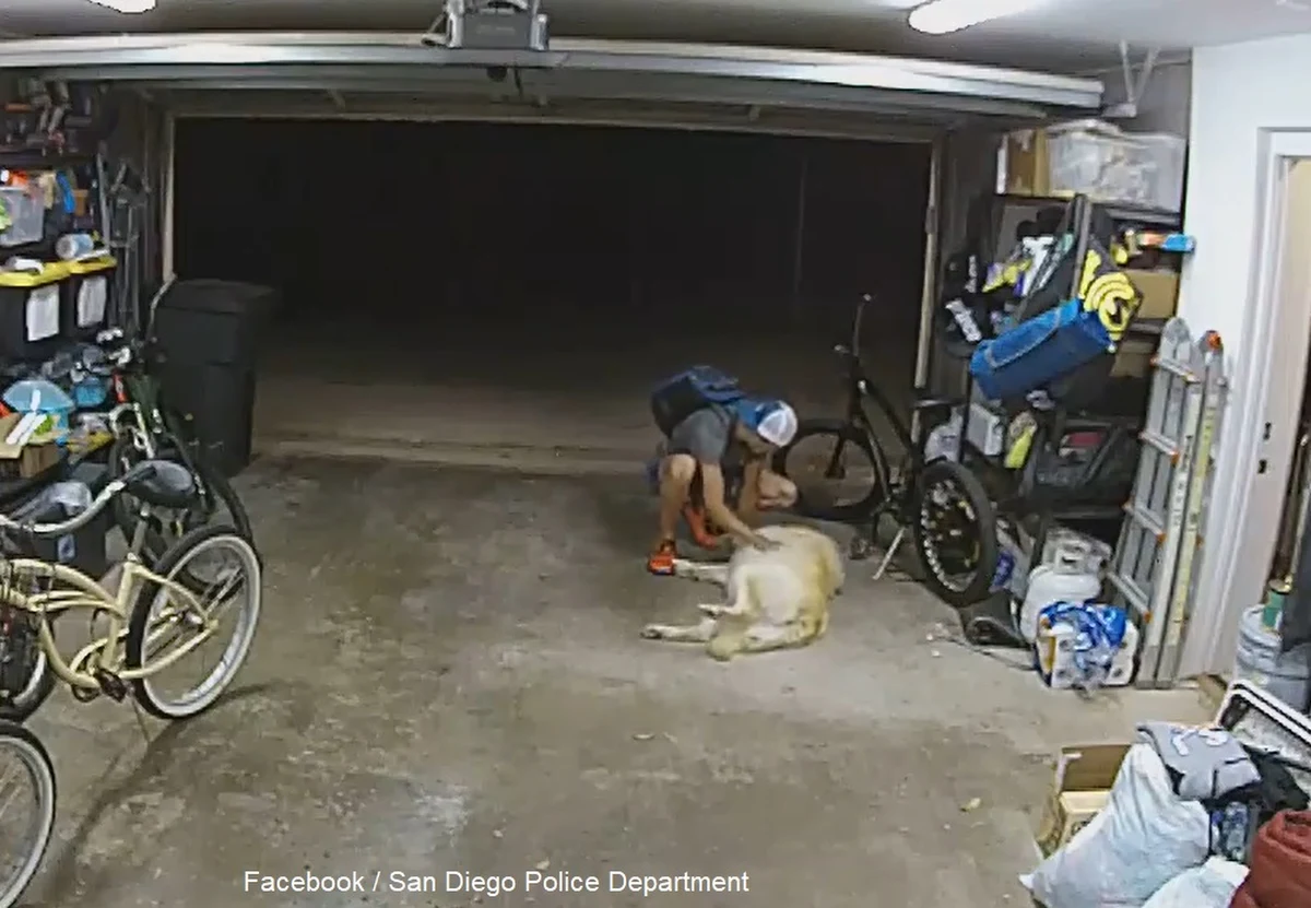 Nietypowa kradzież w San Diego w Stanach Zjednoczonych. Z jednego z garażów skradziono rower o wartości 1,3 tys. dolarów. Złodziej w trakcie wyprowadzania pojazdu zatrzymał się jednak, żeby... pobawić się z psem właściciela roweru.