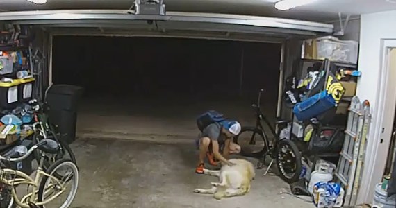 Nietypowa kradzież w San Diego w Stanach Zjednoczonych. Z jednego z garażów skradziono rower o wartości 1,3 tys. dolarów. Złodziej w trakcie wyprowadzania pojazdu zatrzymał się jednak, żeby... pobawić się z psem właściciela roweru.