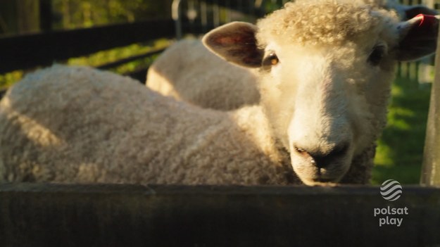 Ewelina pracuje dla firmy zajmującej się sprzedażą i eksportem nowozelandzkiej wełny. Praca pokierowała ją na studia o profilu technologii wełny i wełniarstwa, więc można śmiało stwierdzić, iż wełna stała się jej pasją. W programie Ola z Eweliną i jej partnerem odwiedzili sanktuarium dla zwierząt oraz farmę owiec, gdzie bohaterka opowiedziała więcej o pozyskiwaniu wełny.  Fragment programu ''Polacy za granicą'', emitowany na antenie Polsat Play. Cały program ''Polacy za granicą'' możecie zobaczyćTUTAJ!